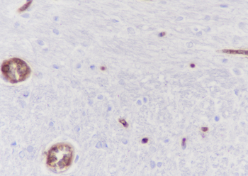 HBA1 Recombinant Rabbit Monoclonal Antibody