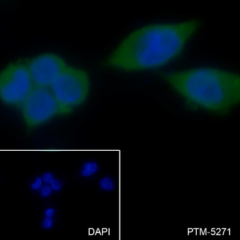 MUC-4 Recombinant Rabbit Monoclonal Antibody
