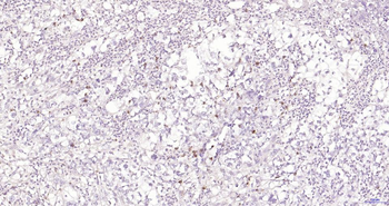 CD7 Recombinant Rabbit Monoclonal Antibody