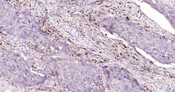 CD7 Recombinant Rabbit Monoclonal Antibody