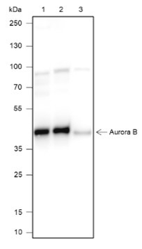 Aurora B Recombinant Rabbit Monoclonal Antibody