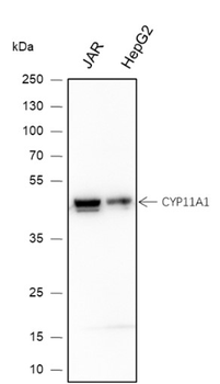 CYP11A1 Recombinant Mouse Monoclonal Antibody
