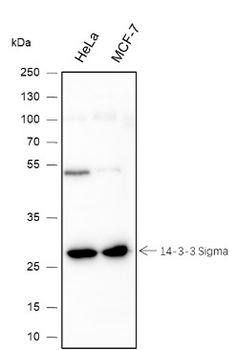 14-3-3 sigma Recombinant Mouse Monoclonal Antibody