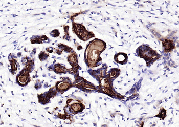 JCHAIN Recombinant Rabbit Monoclonal Antibody