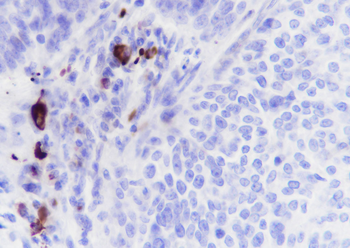 JCHAIN Recombinant Rabbit Monoclonal Antibody