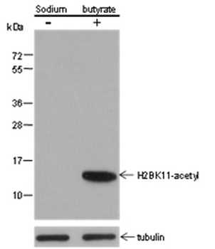 Histone H2B (Acetyl K11) Mouse Monoclonal Antibody