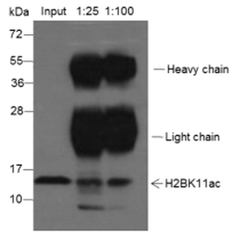 Histone H2B (Acetyl K11) Mouse Monoclonal Antibody