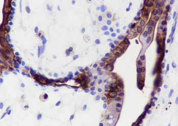 Annexin IV Recombinant Mouse Monoclonal Antibody