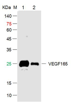 VEGF165 Rabbit Polyclonal Antibody