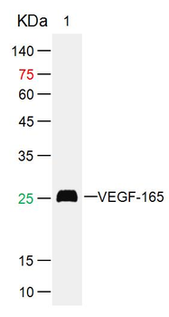 Human VEGF165 Mouse Monoclonal Antibody