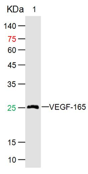 Human VEGF165 Mouse Monoclonal Antibody