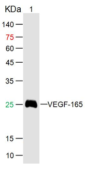 Human VEGF165 Mouse Monoclonal Antibody