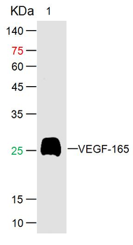 Human VEGF165 Mouse Monoclonal Antibody
