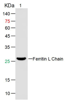 Human Ferritin Light Chain Mouse Monoclonal Antibody