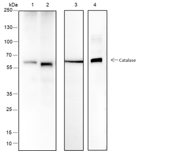 Catalase Recombinant Mouse Monoclonal Antibody