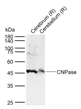 CNPase Recombinant Mouse Monoclonal Antibody