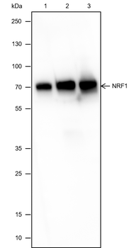 NRF1 Recombinant Mouse Monoclonal Antibody