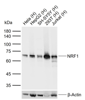 NRF1 Recombinant Mouse Monoclonal Antibody