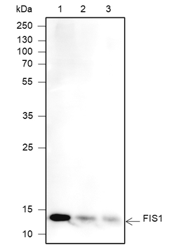 FIS1 Recombinant Mouse Monoclonal Antibody