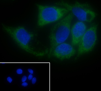 FIS1 Recombinant Mouse Monoclonal Antibody
