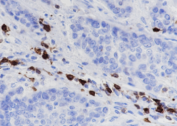 ICOS Recombinant Rabbit Monoclonal Antibody