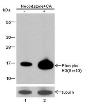Phospho-Histone H3 (Ser10) Rabbit Polyclonal Antibody