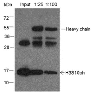Phospho-Histone H3 (Ser10) Rabbit Polyclonal Antibody
