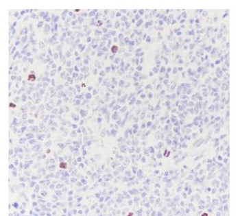 Phospho-Histone H3 (Ser10) Rabbit Polyclonal Antibody