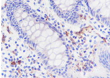 SIGLEC1 Recombinant Rabbit Monoclonal Antibody