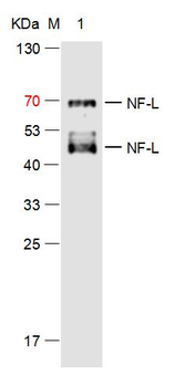 NF-L Mouse Monoclonal Antibody