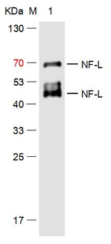 NF-L Mouse Monoclonal Antibody