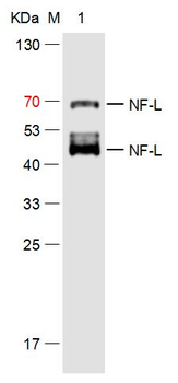 NF-L Mouse Monoclonal Antibody