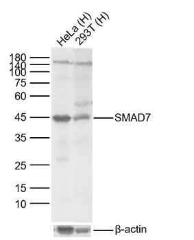 SMAD7 Mouse Monoclonal Antibody