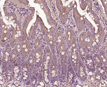 CD48 Rabbit Polyclonal Antibody