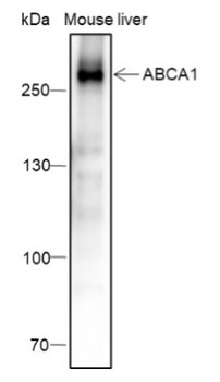 ABCA1 Recombinant Mouse Monoclonal Antibody