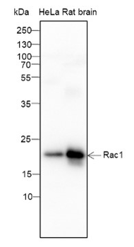 RAC1 Mouse Monoclonal Antibody