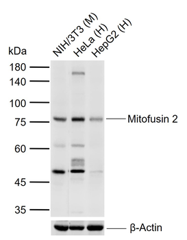 Mitofusin 2 Mouse Monoclonal Antibody