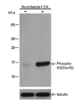 Phospho-Histone H3 (Ser10) Mouse Monoclonal Antibody