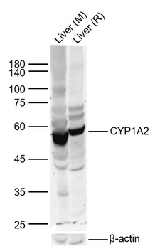 CYP1A2 Rabbit Polyclonal Antibody