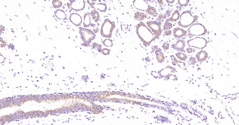 Tau-4 Mouse Monoclonal Antibody