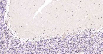 Tau-4 Mouse Monoclonal Antibody
