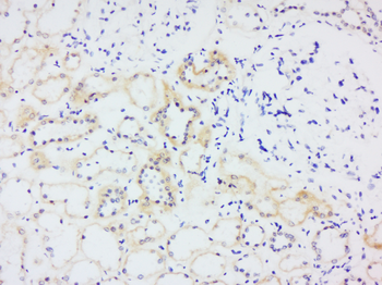 Thioredoxin Rabbit Polyclonal Antibody