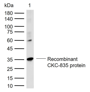 Thioredoxin Rabbit Polyclonal Antibody