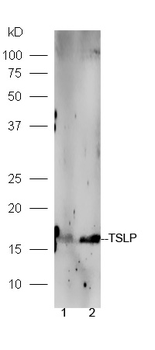 TSLP Rabbit Polyclonal Antibody