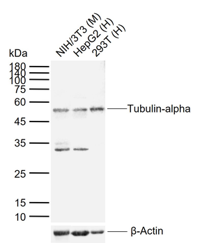 Tubulin-alpha Rabbit Polyclonal Antibody (Loading Control)