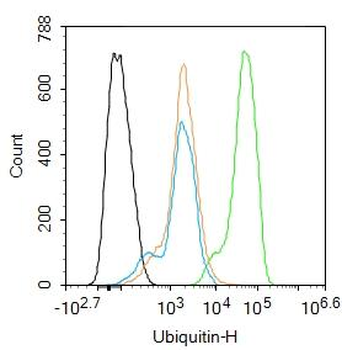 Ubiquitin Rabbit Polyclonal Antibody