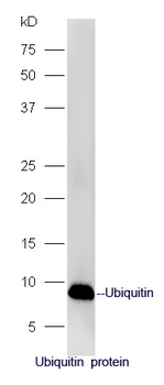 Ubiquitin Rabbit Polyclonal Antibody