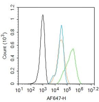 VEGF-C Rabbit Polyclonal Antibody