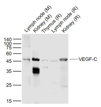 VEGF-C Rabbit Polyclonal Antibody