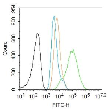 Vimentin Rabbit Polyclonal Antibody